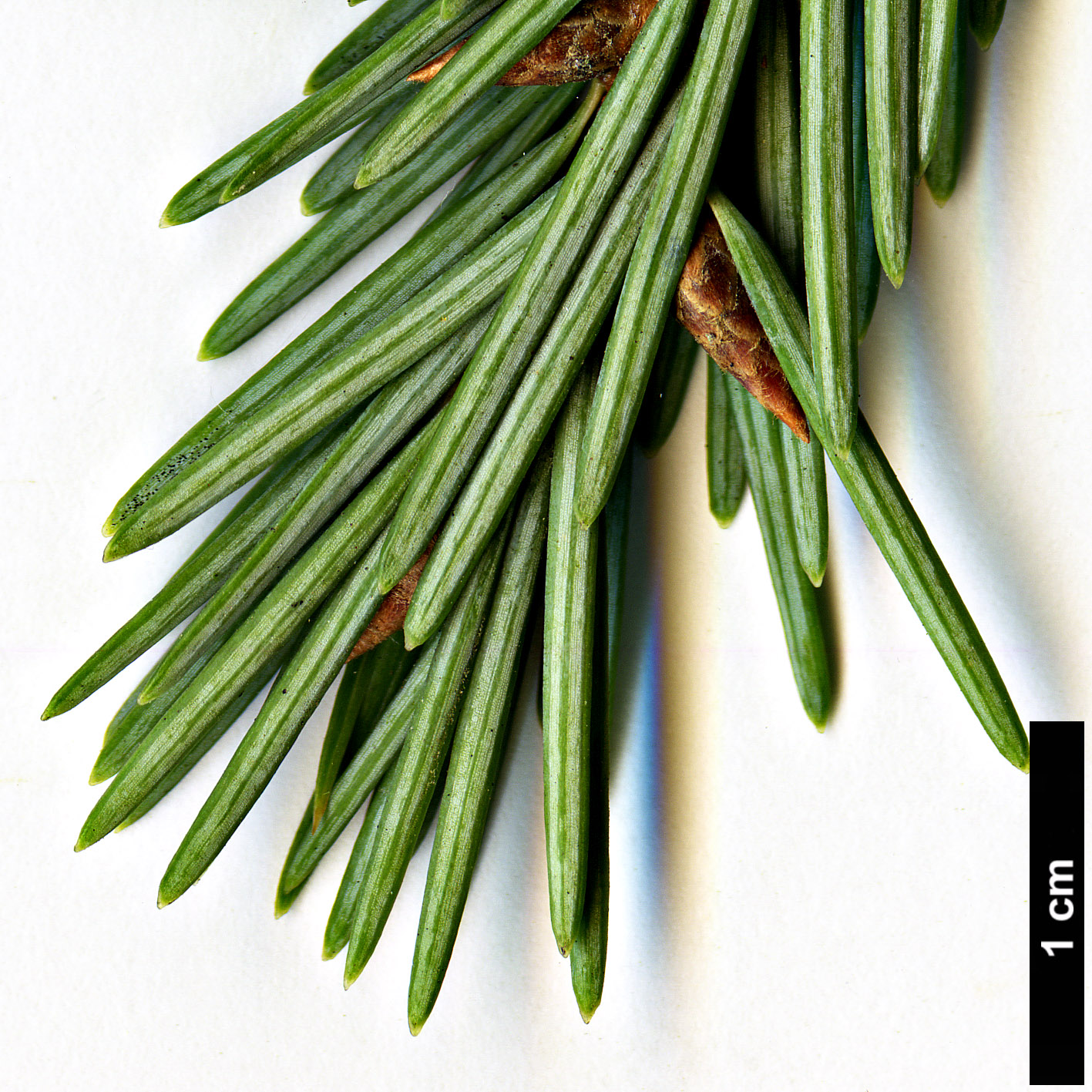 High resolution image: Family: Pinaceae - Genus: Pseudotsuga - Taxon: menziesii - SpeciesSub: var. glauca